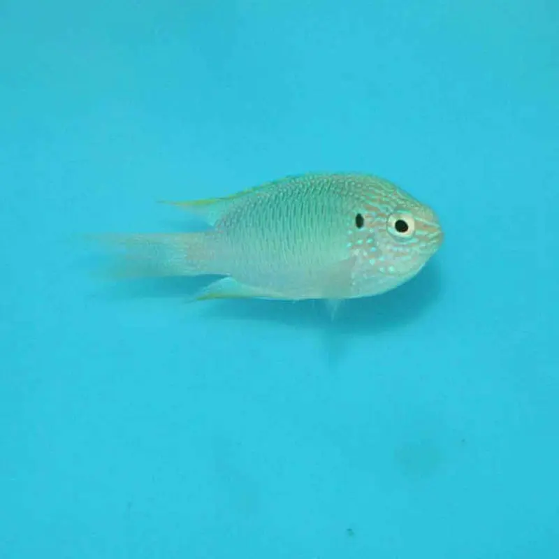 Sapphire Damsel - Pomacentrus pavo