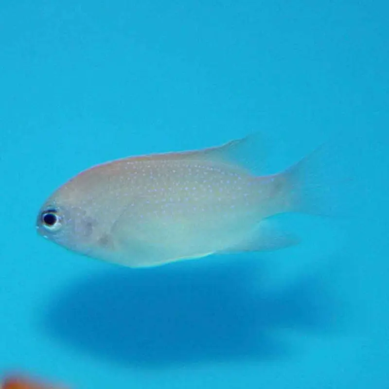 Smith's Damsel - Pomacentrus smithi