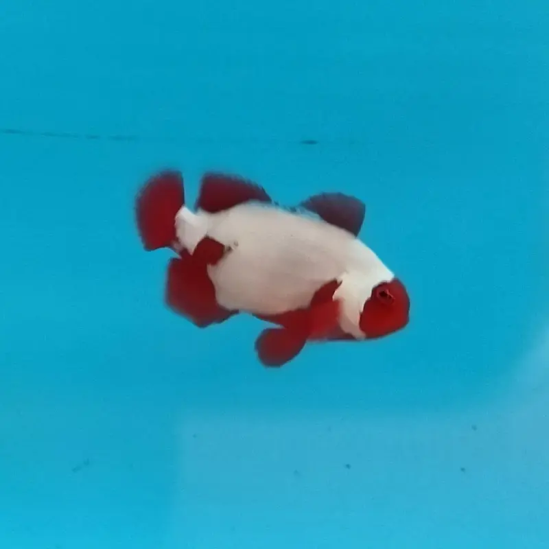 Thunder Maroon Clown - Premnas biaculeatus - CB