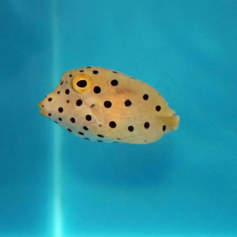 Yellow Boxfish - Ostracion cubicus - Medium