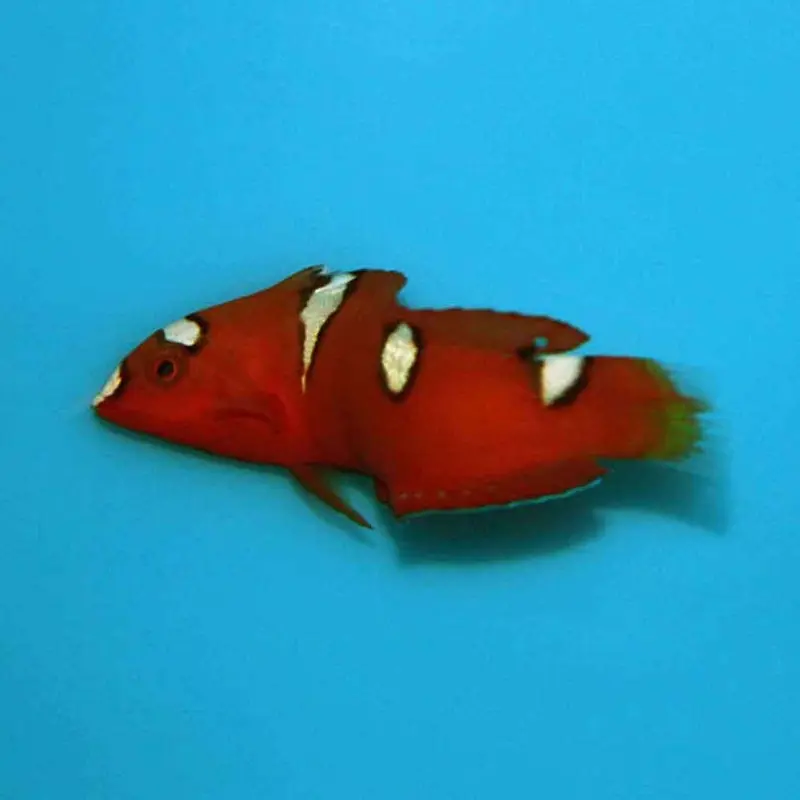 Yellowtail Coris Wrasse - Coris gaimard - Small Juvenile