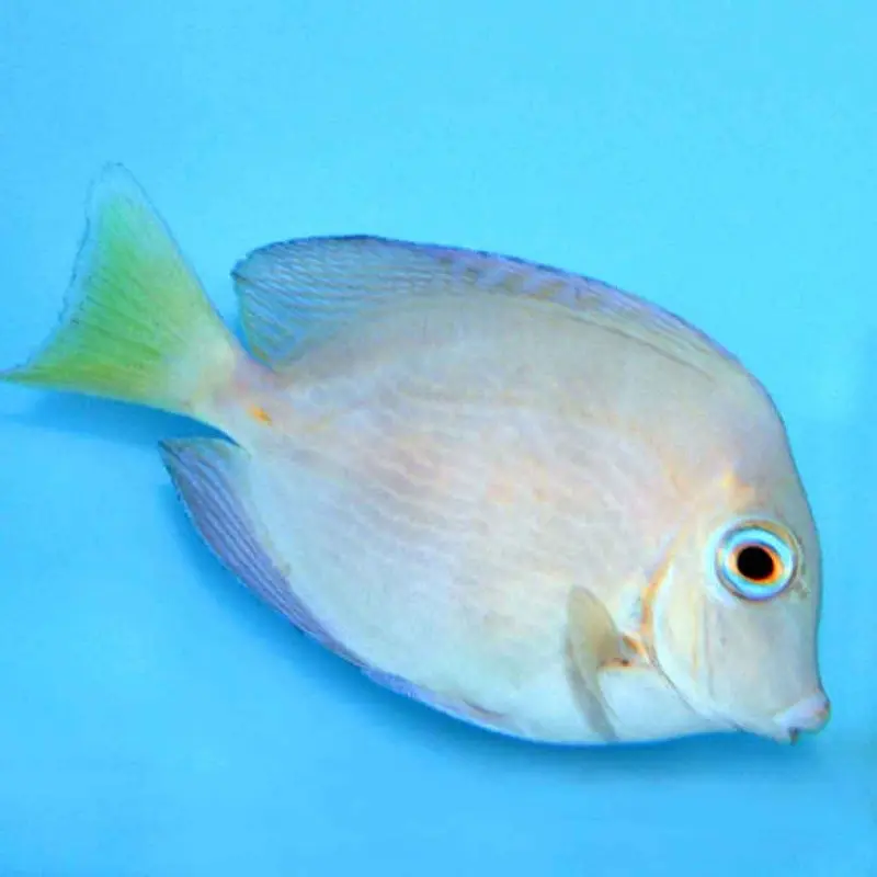 Atlantic Blue Tang - Acanthurus coeruleus - Small Adult