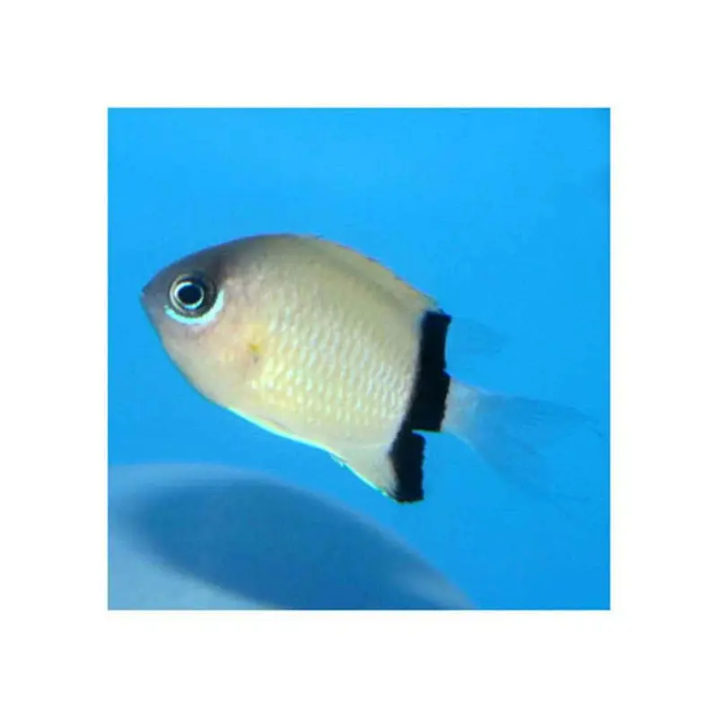 Black Bar Chromis - Chromis retrofasciata