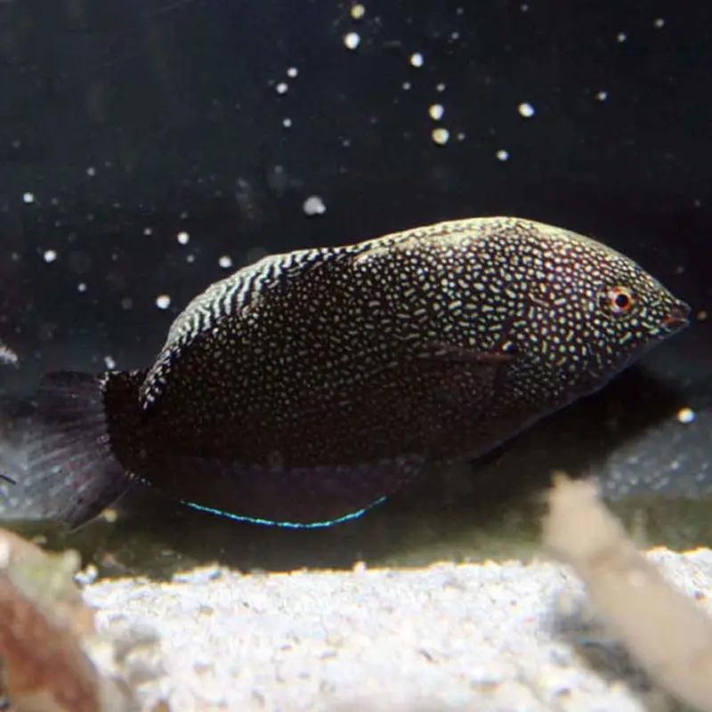 Black Leopard Wrasse - Macropharyngodon negrosensis