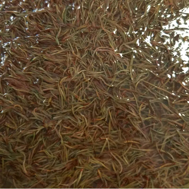 Black Worms - Small cup (1oz) - LIMIT 2 PER CUST