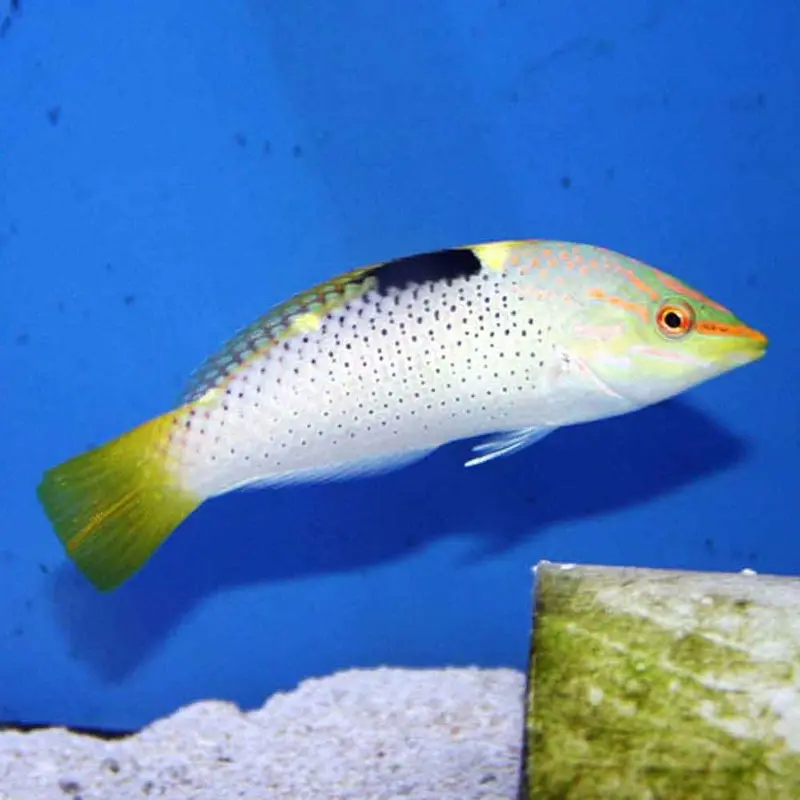 Checkerboard Wrasse - Halichoeres hortulanus - Adult