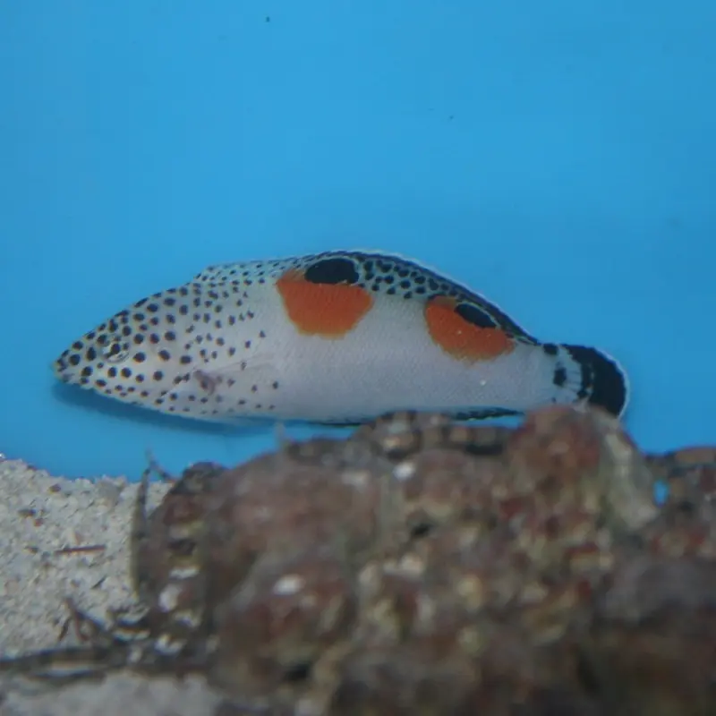 Clown Coris Wrasse - Coris aygula - Medium Juvenile
