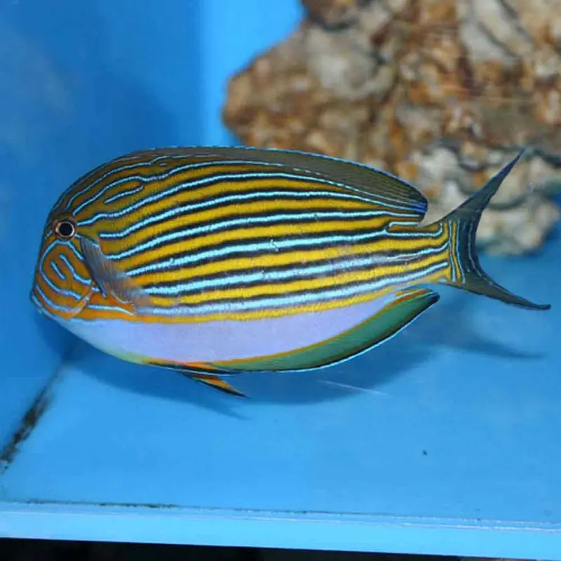 Clown Tang - Acanthurus lineatus - Medium/Large