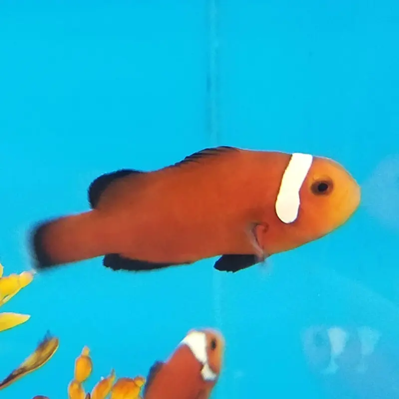 Extreme Misbar Mocha Ocellaris Clownfish - Amphiprion ocellaris - CB