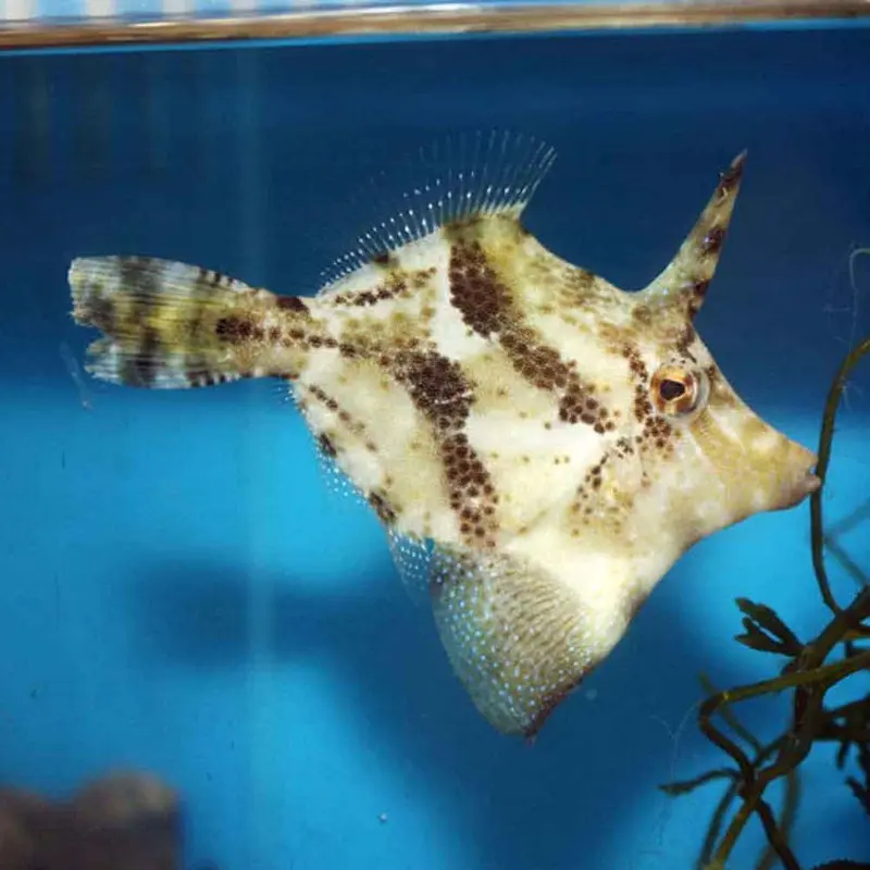 Fan-bellied Leatherjacket - Monacanthus chinensis