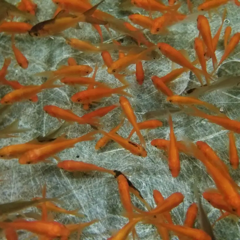 Feeder Goldfish