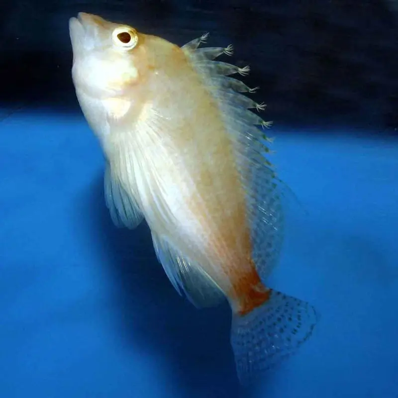 Golden Hawkfish - Cirrhitichthys aureus