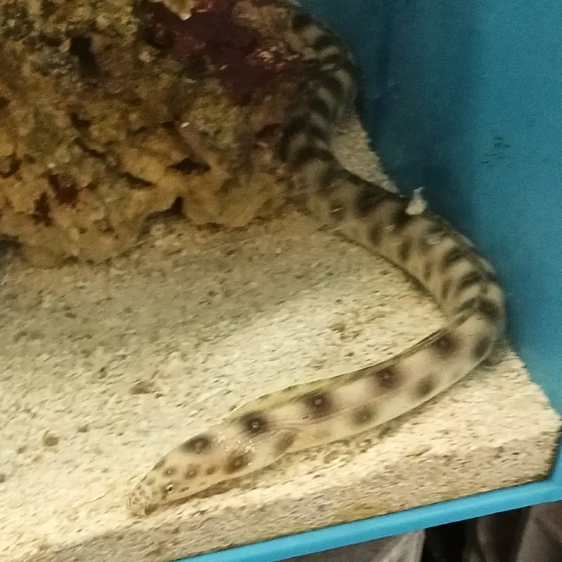 Goldspotted Snake Eel - Myrichthys ocellatus
