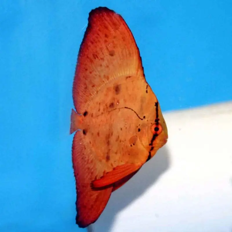 Orbiculate Batfish - Platax orbicularis - Medium/Large Juvenile