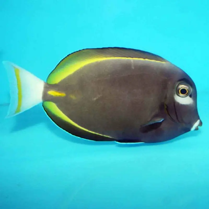 Powder Grey Tang - Acanthurus nigricans - Large