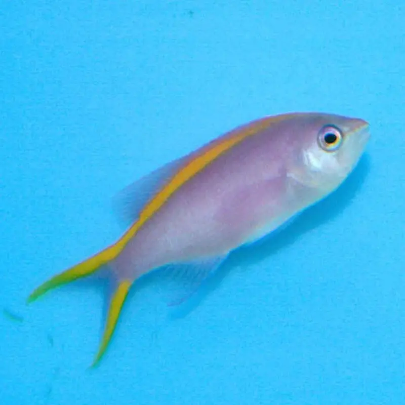 Purple Queen Anthias - Pseudanthias tuka - Large Female