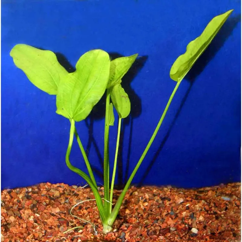 Radican Sword - Echinodorus cordifolius - Large