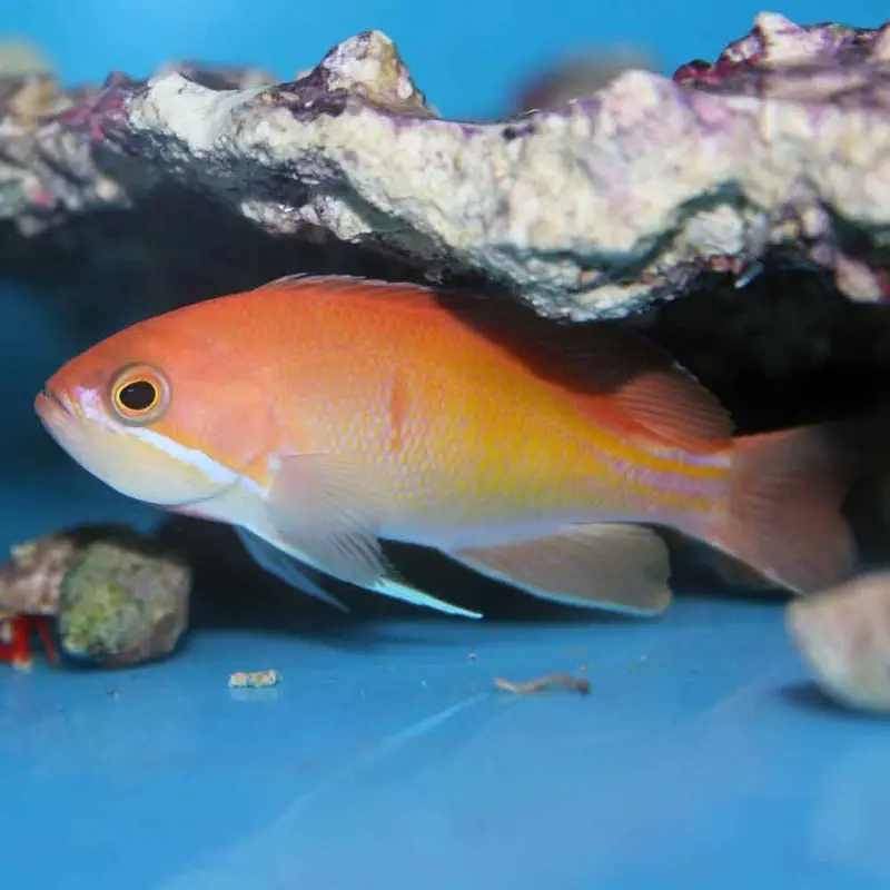 Redbar Anthias - Pseudanthias rubrizonatus - Large