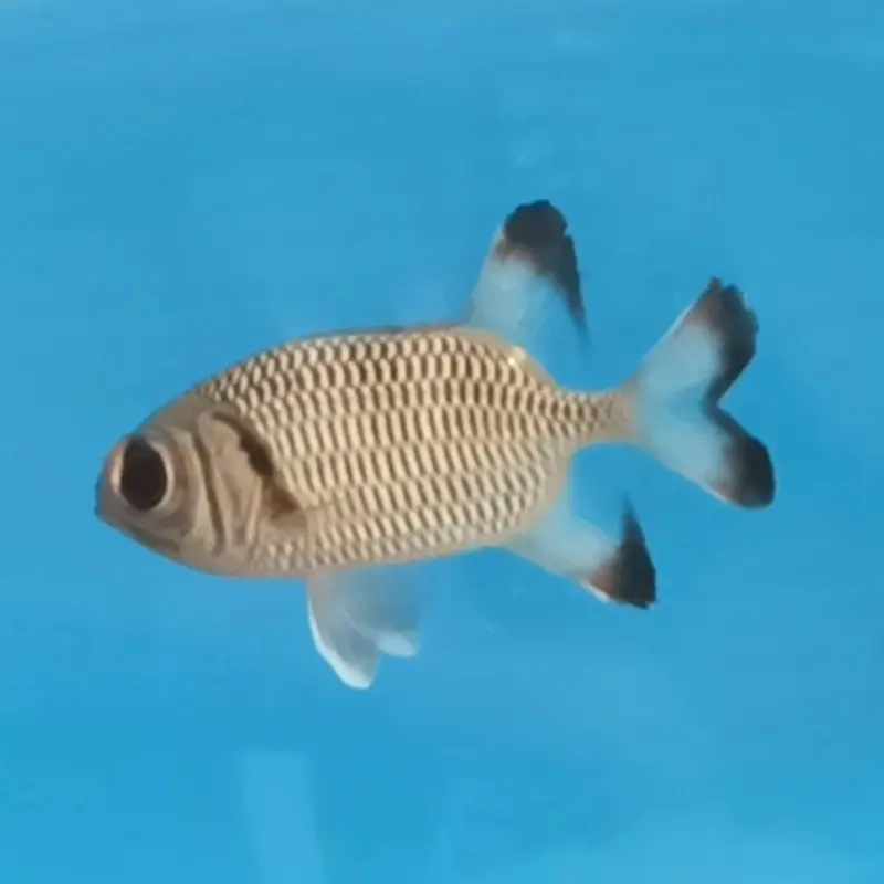 Shadowfin Soldierfish - Myripristis adusta
