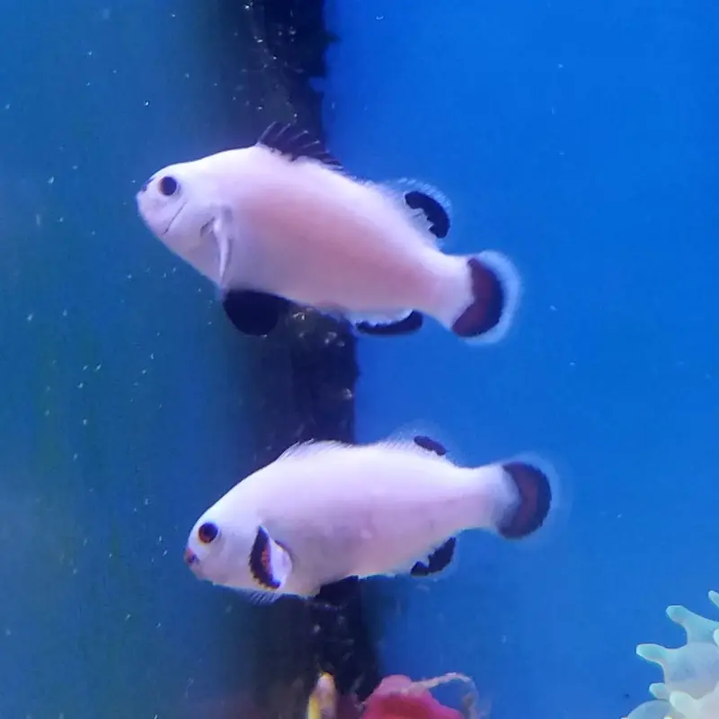 Snow Storm Ocellaris Clownfish - Amphiprion ocellaris - CB