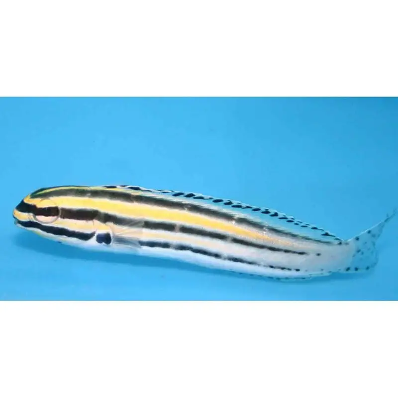 Striped Fangblenny - Meiacanthus grammistes