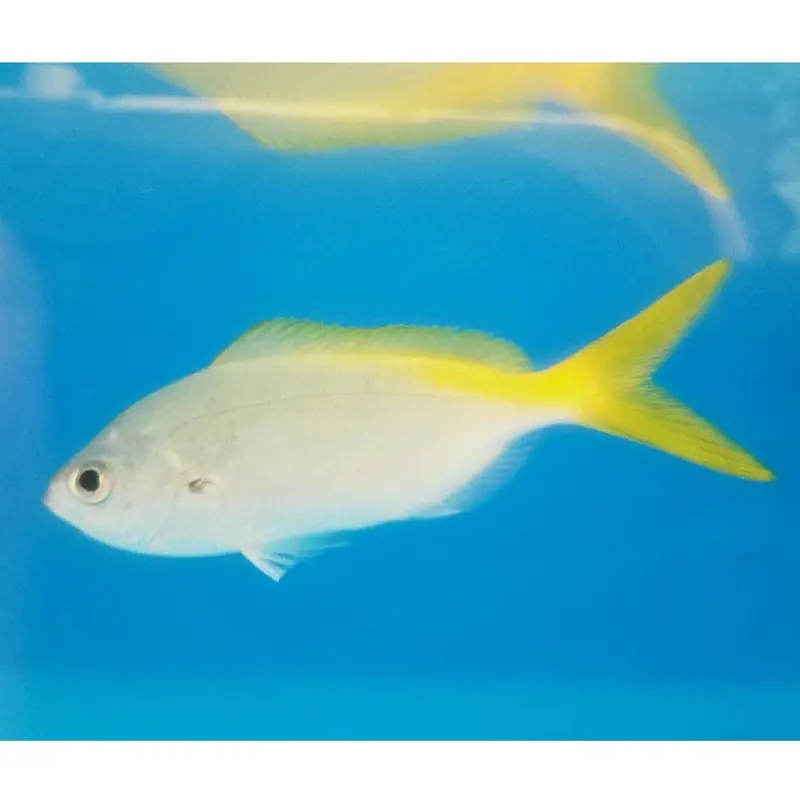 Yellow and Blueback Fusilier - Caesio teres