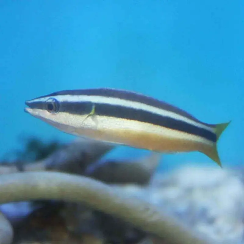 Yellowtail Tubelip Wrasse - Diproctacanthus xanthurus