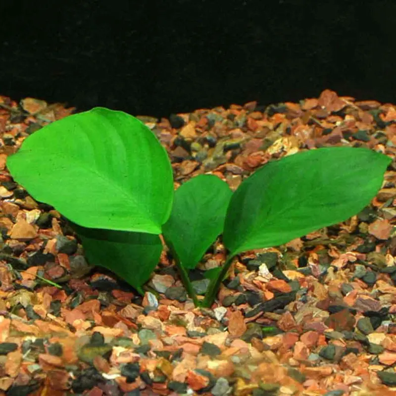 Anubias barteri var. barteri