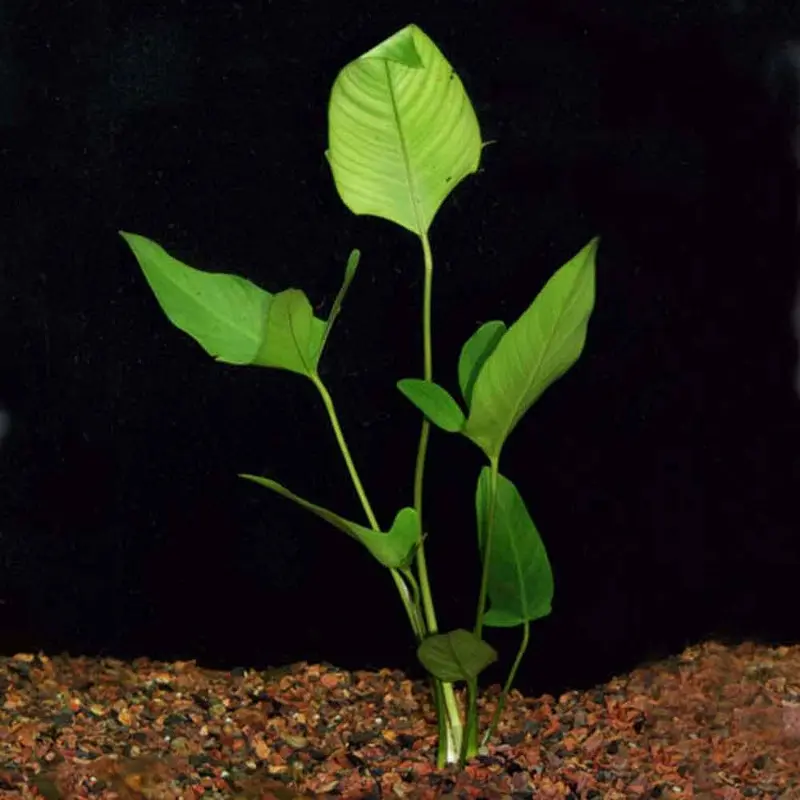 Anubias hastifolia - Small