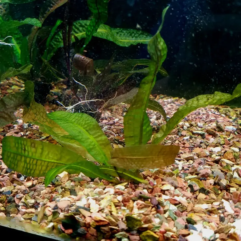 Aponogeton boivinianus