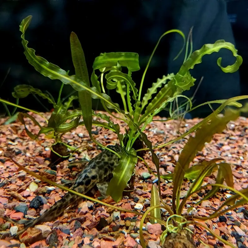 Aponogeton longiplumulosus