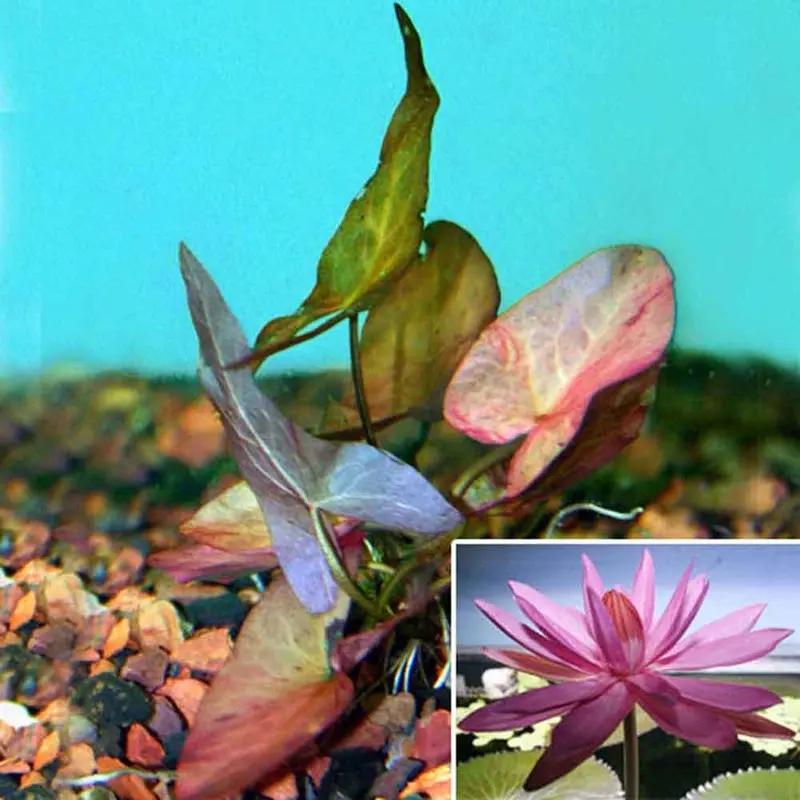 Aquarium Lily -  LG Nymphaea sp.