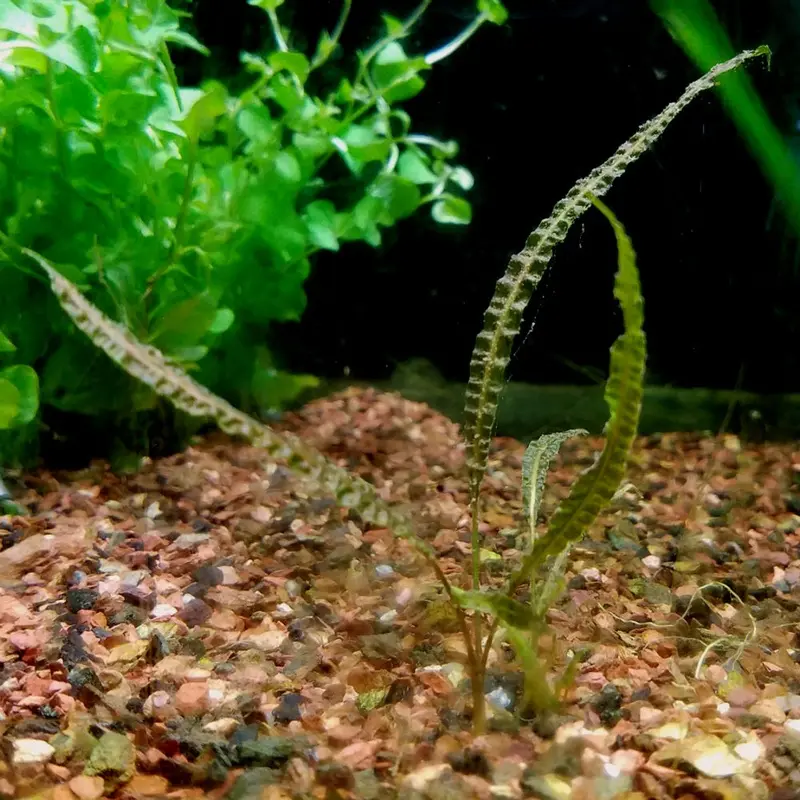 Balansae - Cryptocoryne crispatula var. 'balansae' - Small