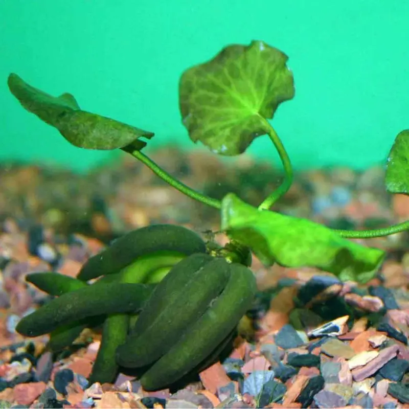 Banana Plant - Nymphoides aquatica