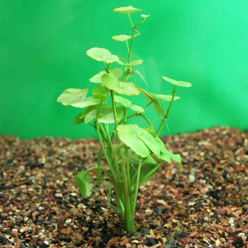 Brazilian Pennywort - Hydrocotyle leucocephala