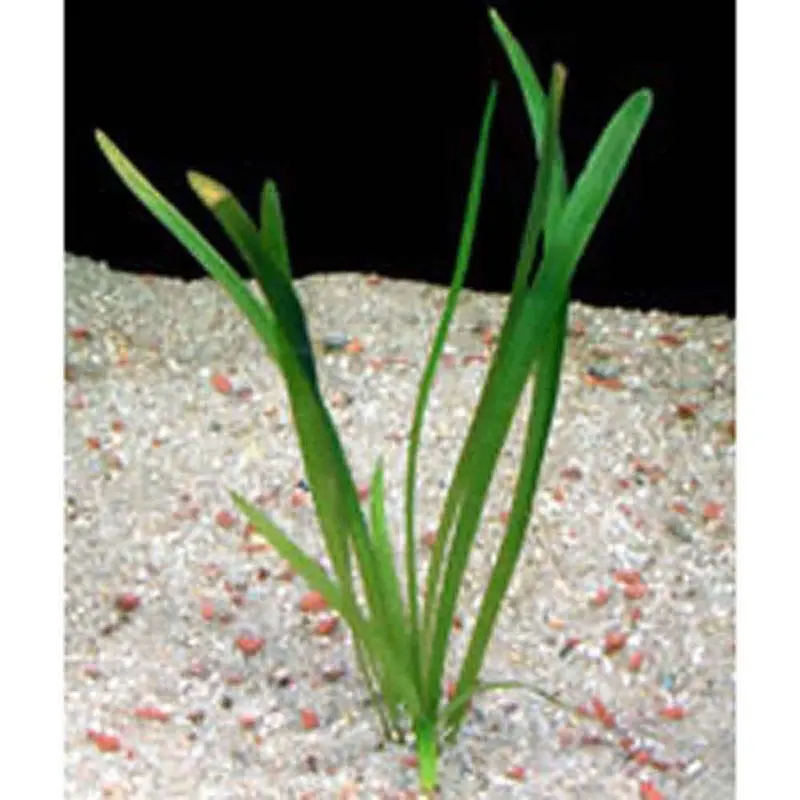 Chilensis - Sagittaria platyphylla