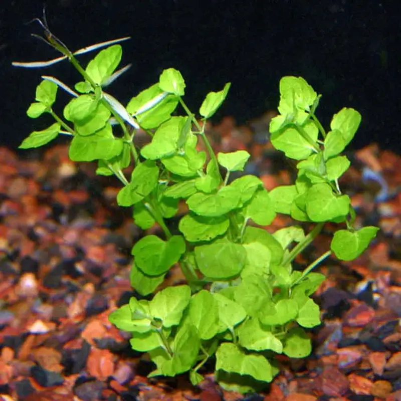 Chinese Ivy - Cardamine lyrata