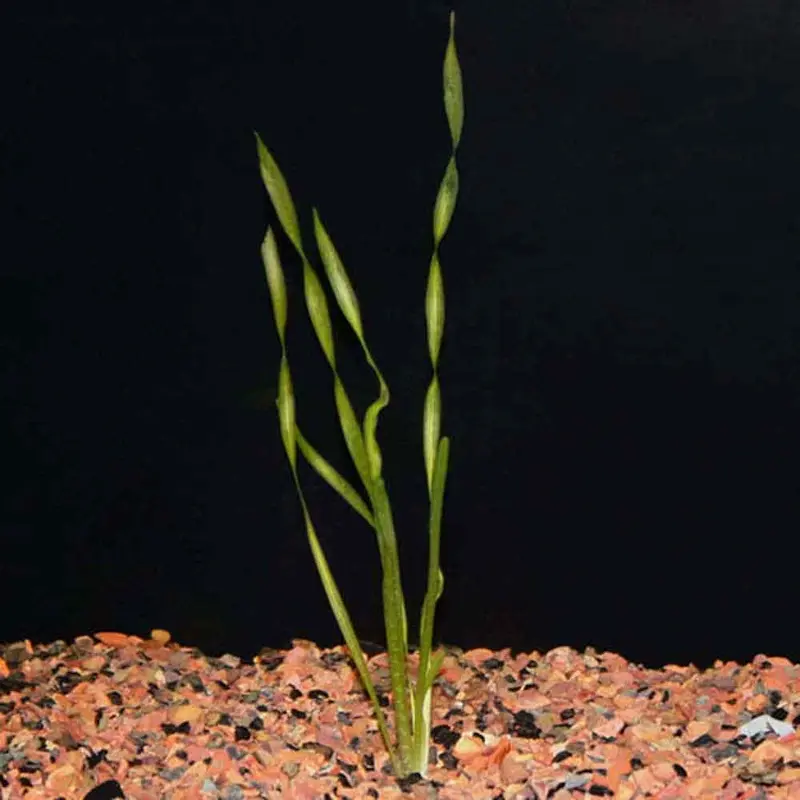 Corkscrew/Contortionist Val - Vallisneria sp.