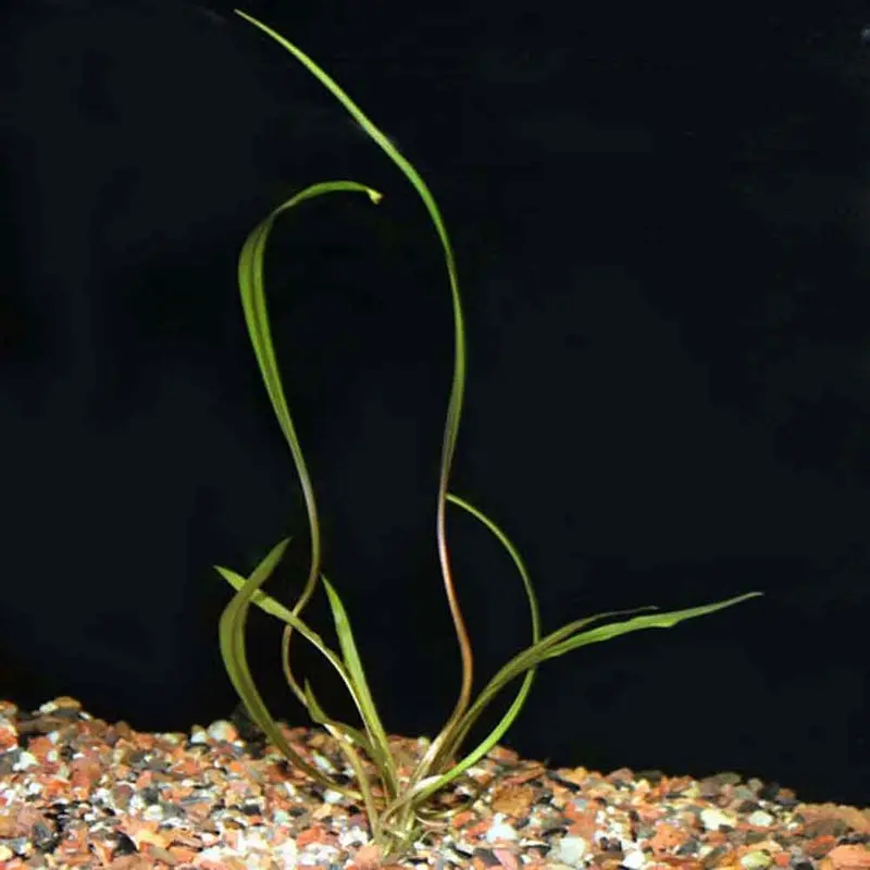 Cryptocoryne spiralis-L
