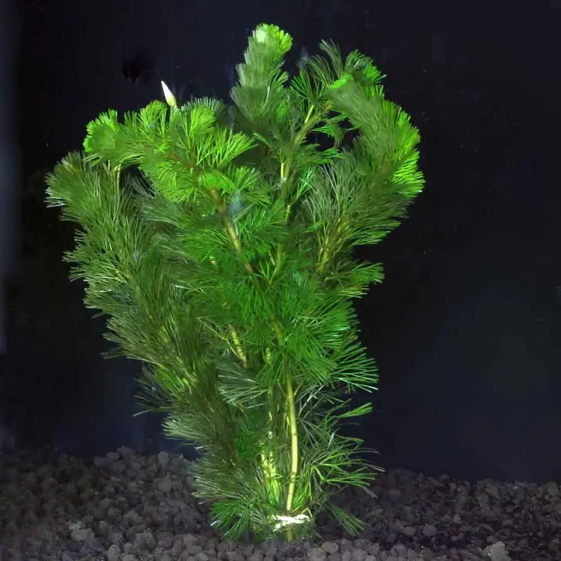 Green Cabomba - Cabomba caroliniana