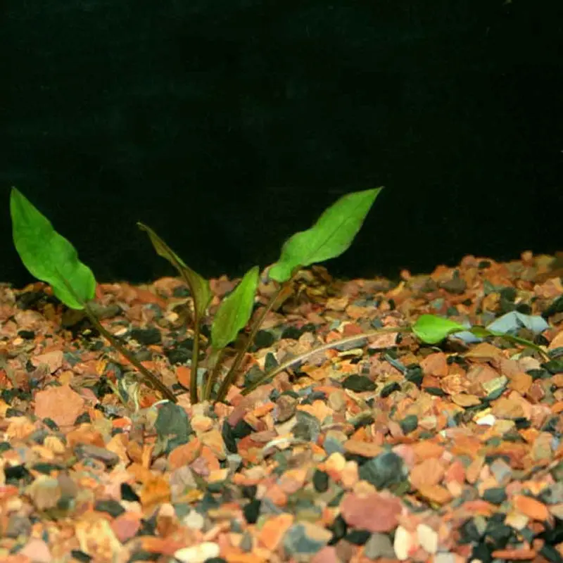 Green Wendtii - Cryptocoryne wendtii-MD
