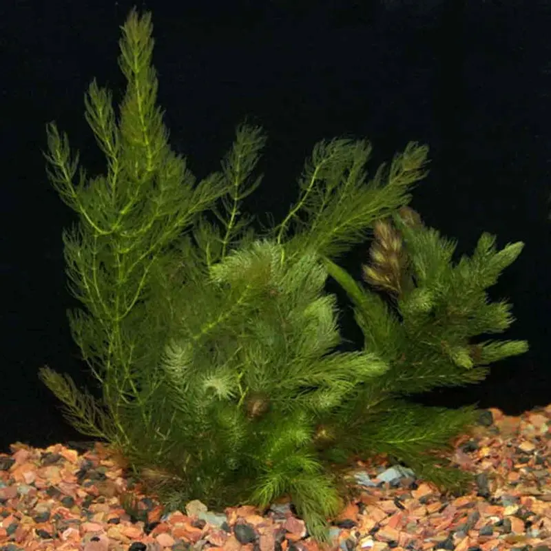 Hornwort - Ceratophyllum demersum