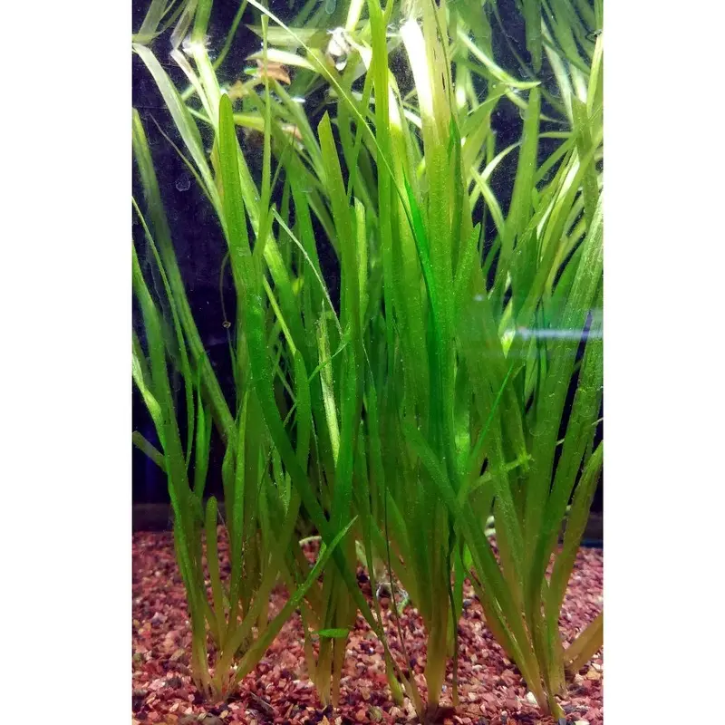 Italian Val - Vallisneria spiralis