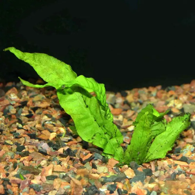 Java Fern - Microsorum pteropus - Medium
