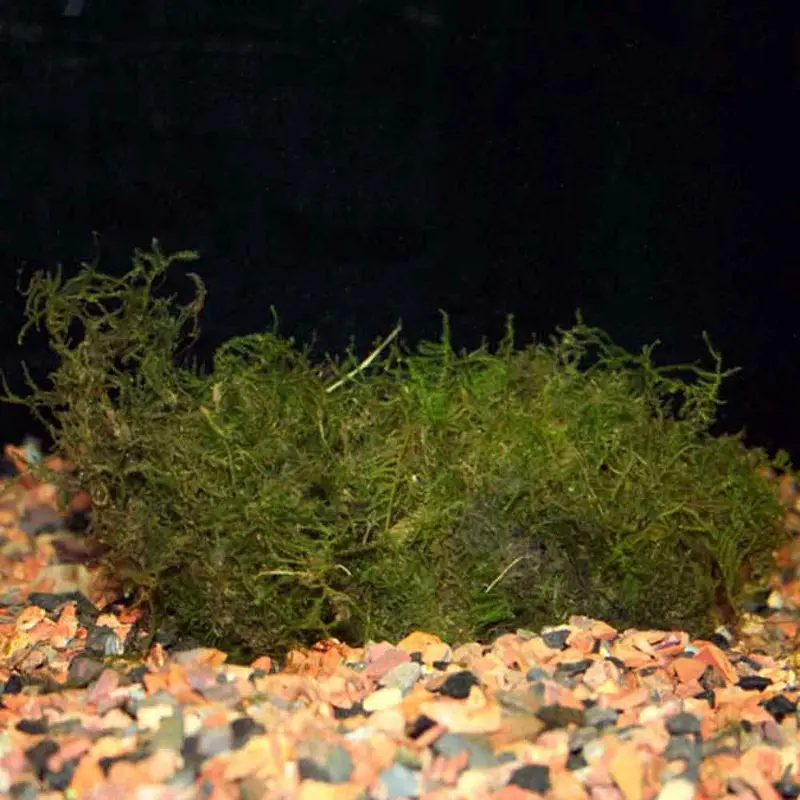 Java Moss Mat - Vesicularia dubyana