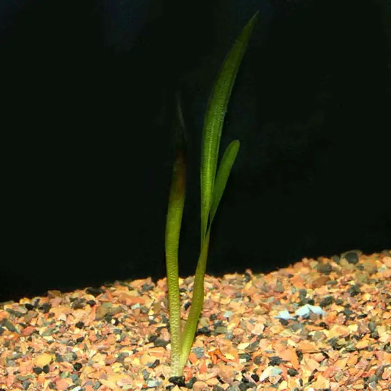 Jungle Val - Vallisneria americana