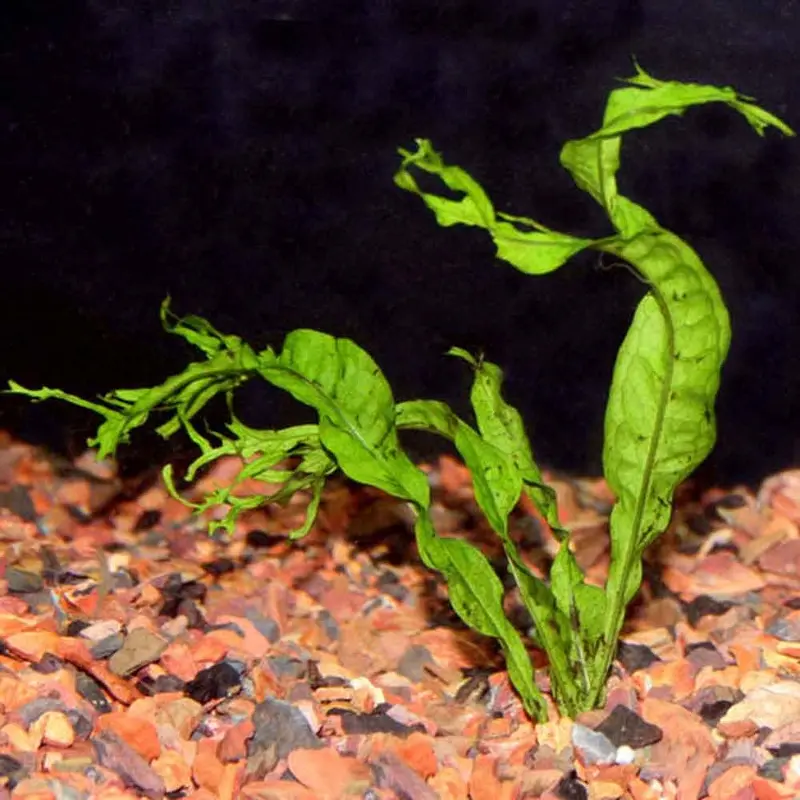 Lace Java Fern - Microsorum pteropus var. 'windelov' - M