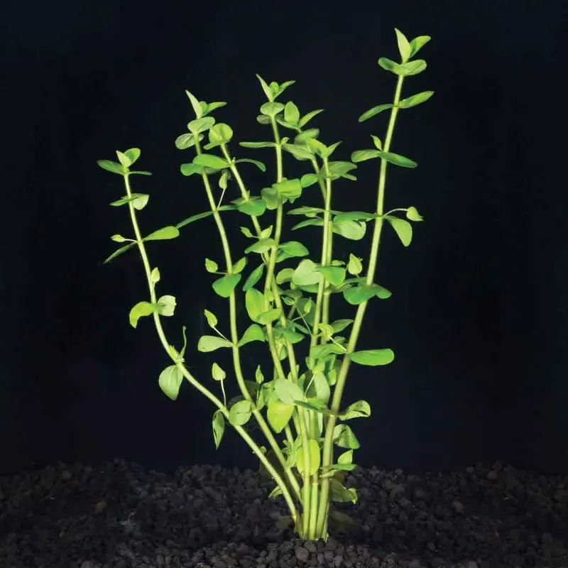 Lemon Bacopa - Bacopa caroliniana