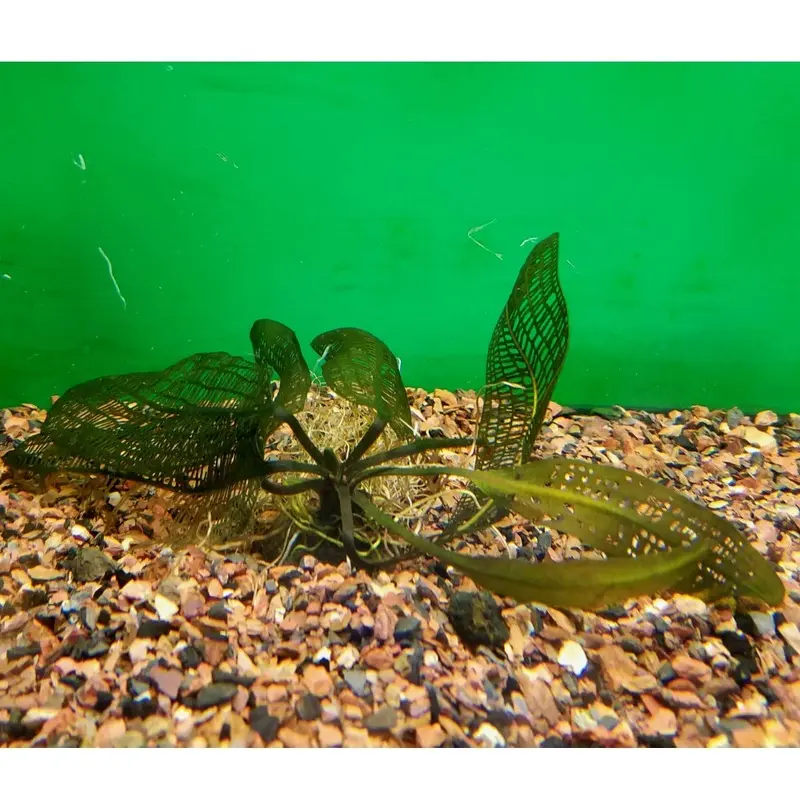 Madagascar Lace - Aponogeton madagascarensis