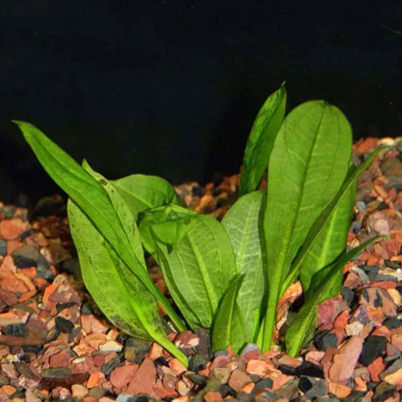 Rosette Sword - Echinodorus parviflorus - Medium